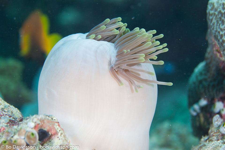 BD-130710-Maldives-0051-Heteractis-magnifica-(Quoy---Gaimard.-1833)-[Magnificent-sea-anemone].jpg